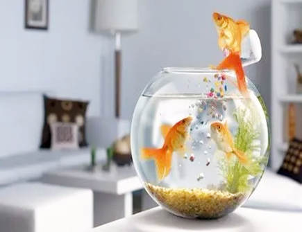 鱼缸的尺寸多少风水最好