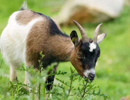 属羊人对家庭负责任的表现有哪些