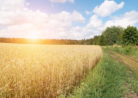 八字稼穑格怎么取用神