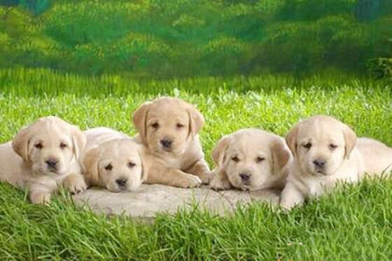 八字五行木旺缺土的人怎么办 八字五行木旺缺土的人怎么办