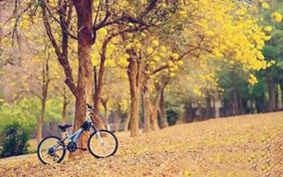 八字五行木旺缺土的人怎么办 八字五行木旺缺土的人怎么办