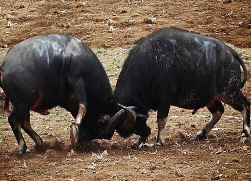 八字地支相冲怎么样 八字地支相冲怎么样