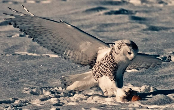 八字命理解读枭印夺食.jpg 八字命理解读枭印夺食.jpg