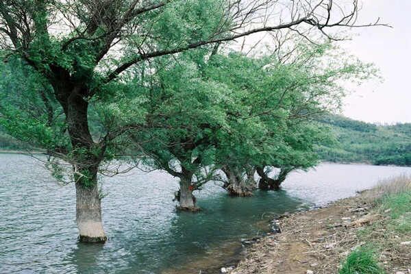 八字十二地支辰土 八字十二地支辰土