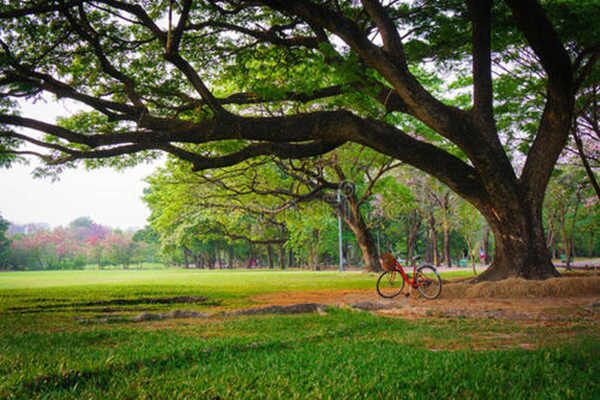 八字十二地支寅木