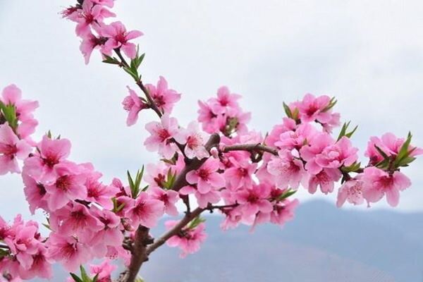 命带桃花的人适合干哪些职业