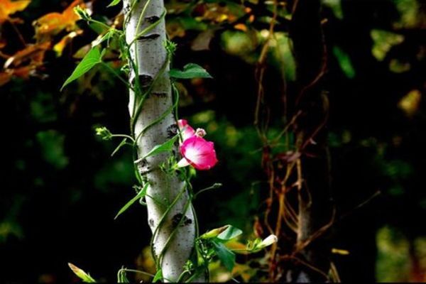 八字乙木日的人性格特征