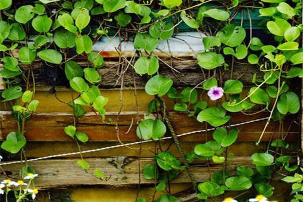 八字乙木日的人性格特征