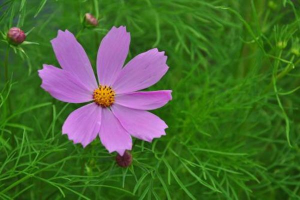 八字乙木日的人性格特征