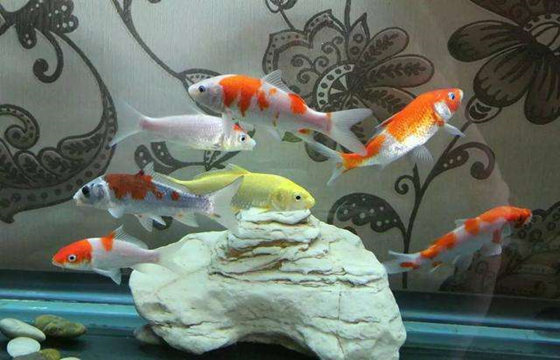 八字两神成象格.jpg 八字两神成象格.jpg