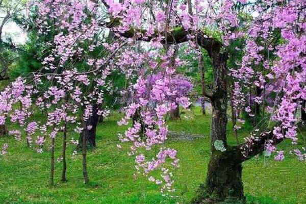 八字日坐沐浴的命理特征 八字日坐沐浴的命理特征