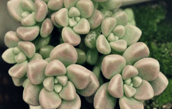 八字看你适合养什么植物.jpg 八字看你适合养什么植物.jpg