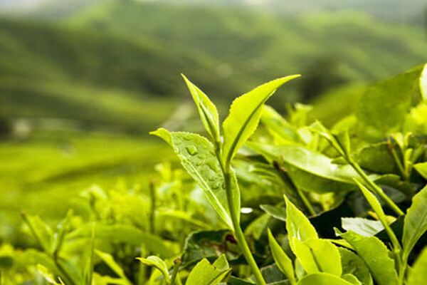 八字身强与身弱的区别 八字身强与身弱的区别