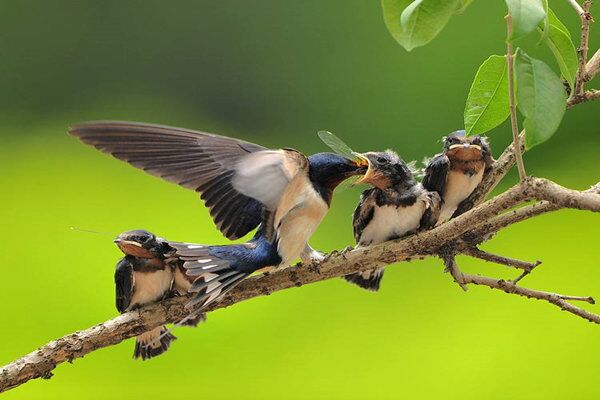 八字十神的缺失会有哪些影响 八字十神的缺失会有哪些影响