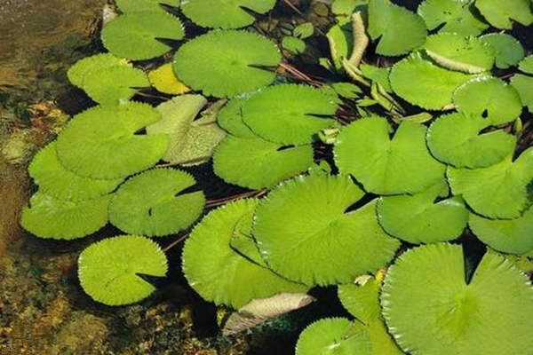 八字月令和日干旺衰之间的关系 八字月令和日干旺衰之间的关系