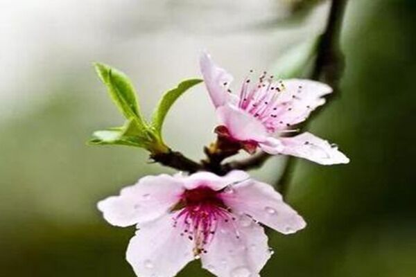 八字中不利婚姻的十大神煞 八字中不利婚姻的十大神煞