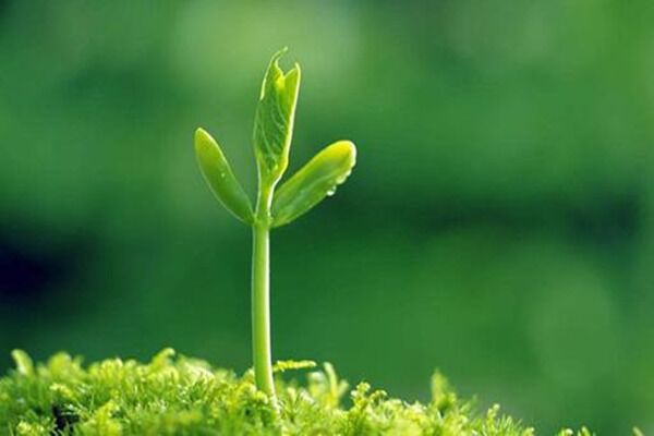 印星在八字中有什么作用 印星在八字中有什么作用