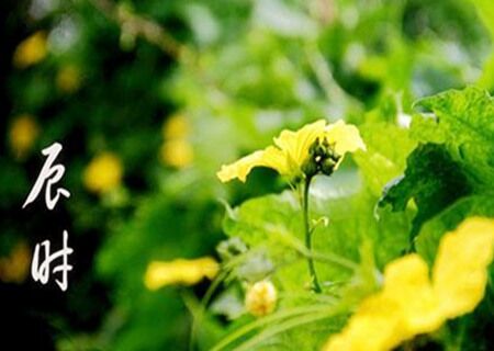 辰时出生女孩 辰时出生女孩