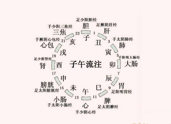 十二地支与人体