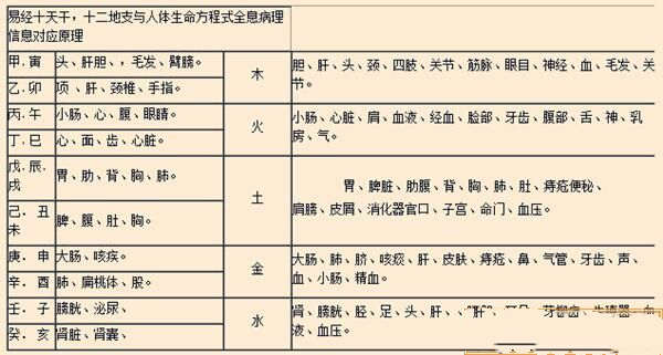 十二地支与人体
