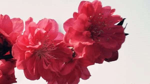 红艳桃花的查法 红艳桃花的查法