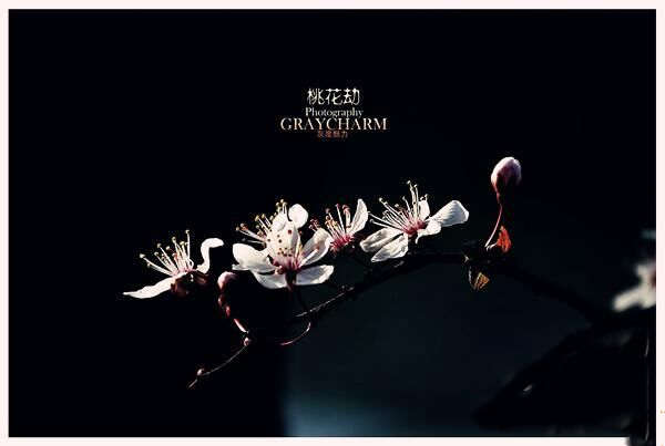 什么是桃花劫 什么是桃花劫