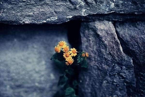 什么是伤官透干