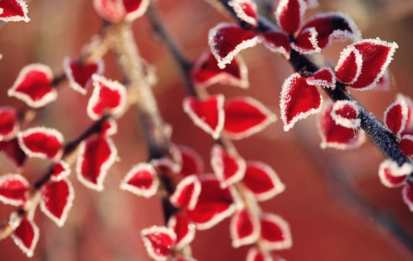 八字比劫为用神.jpg 八字比劫为用神.jpg