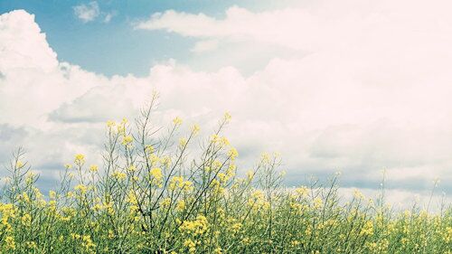 乙木生于各月详解 乙木生于各月详解