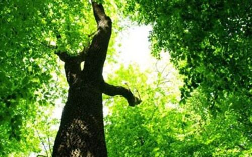 乙木生于各月详解 乙木生于各月详解