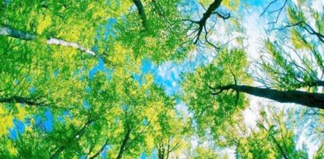 十二地支三合木局