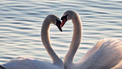 天喜桃花代表什么意思 天喜桃花代表什么意思