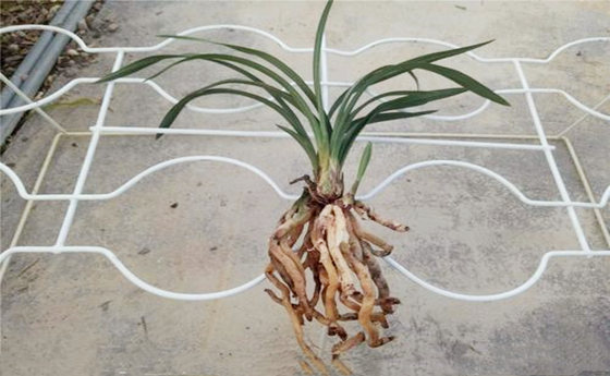 乙木富贵条件.jpg 乙木富贵条件.jpg