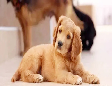 家中养什么颜色的狗旺财