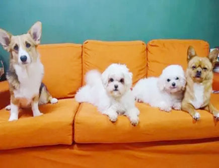 家里养狗风水好不好