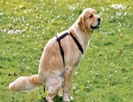 家里养狗风水好不好 家里养狗风水好不好