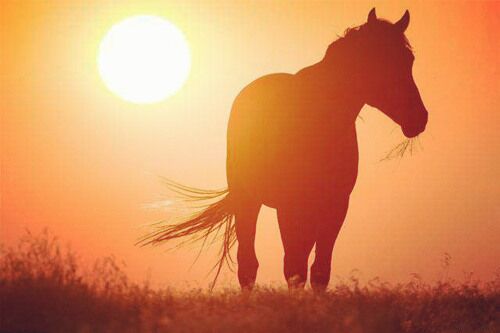 八字神煞驿马星动详解 八字神煞驿马星动详解