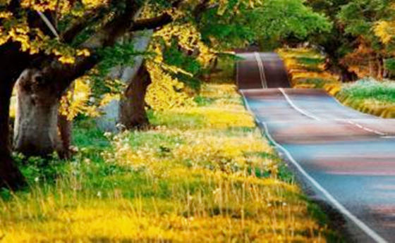 八字从财杀格局