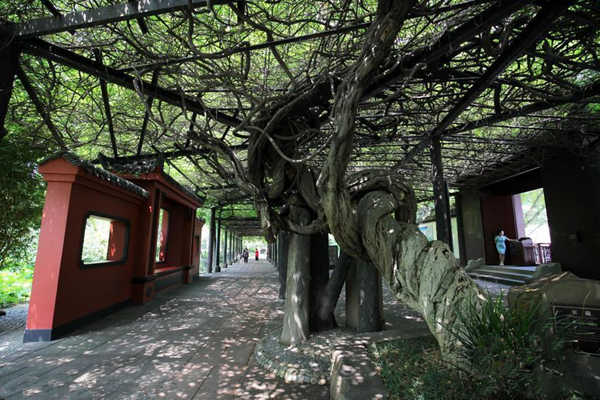 八字藤萝系甲详解.jpg 八字藤萝系甲详解.jpg