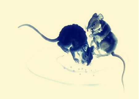 五鼠遁口诀 五鼠遁口诀