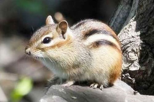 五鼠遁口诀于八字中的应用 五鼠遁口诀于八字中的应用