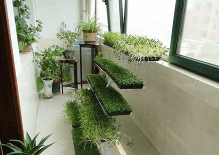 十大阳台风水招财植物 十大阳台风水招财植物