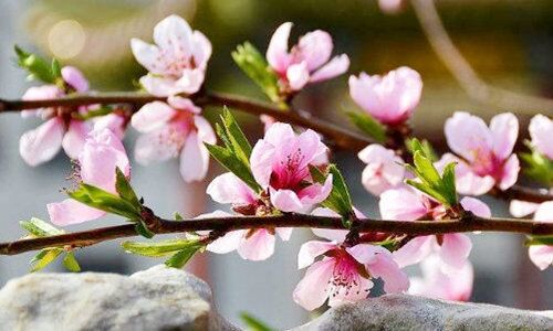 八字看桃花口诀