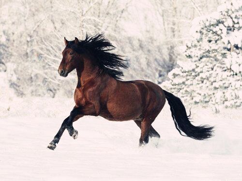 八字神煞驿马解析 八字神煞驿马解析