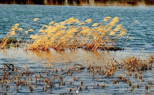 四柱神煞算命 四柱神煞算命