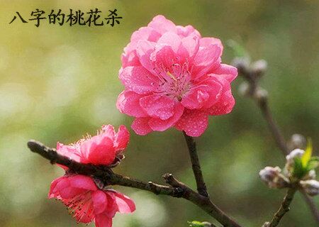 八字的桃花杀 八字的桃花杀