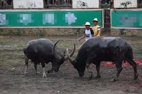 地支六冲关系吉凶详解 地支六冲关系吉凶详解