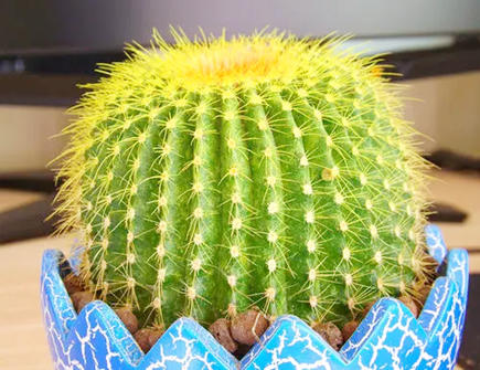 办公室不适合摆放什么植物 办公室不适合摆放什么植物