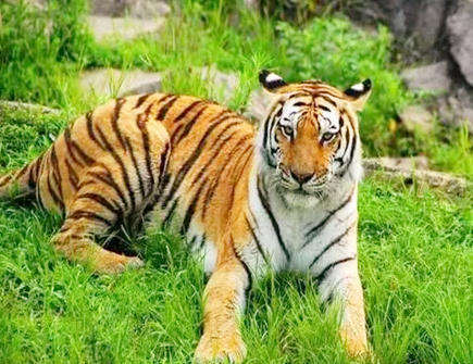 1974年的属虎人财运如何