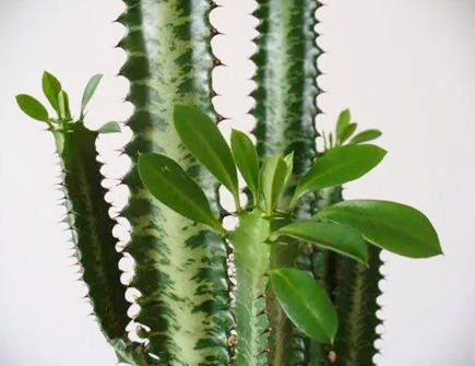 龙骨花有哪些风水作用 龙骨花有哪些风水作用